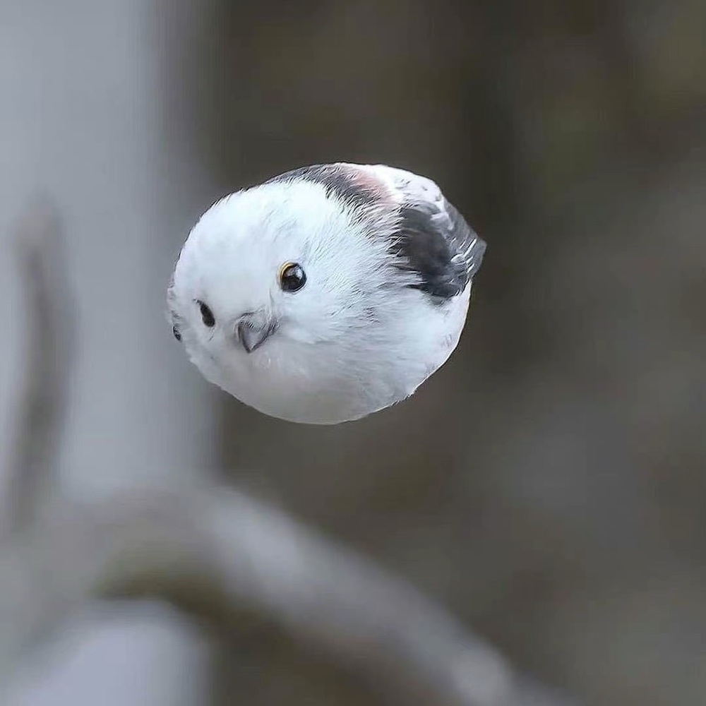 Meet your Posher, Shirley